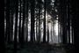 Foto: Henning Bagger/Scanpix