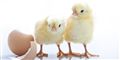 Foto: Colourbox/Free