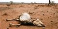 Foto: Wakgari Alemu/Scanpix