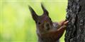 Foto: Colourbox/Free