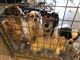 Dyreværnet: 14 misrøgtede hunde fjernet - skal måske tilbage til ejer