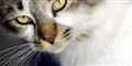 Foto: Colourbox/arkiv/Free
