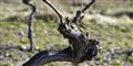 Foto: Henning Bagger/Scanpix