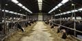 Foto: Niels Ahlmann Olesen/Scanpix