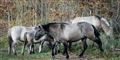 Foto: Guldborgsund Kommune / Den Danske Naturfond/Free