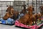 12 hunde overdraget til Dyrenes Beskyttelse