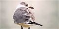 Foto: Tonny Papillon/Free