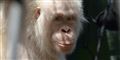 Foto: Red Orangutangen/Free