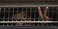 Foto: Polfoto, AP, Ariel Schalit / POLFOTO