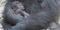 Foto: Givskud Zoo/Free